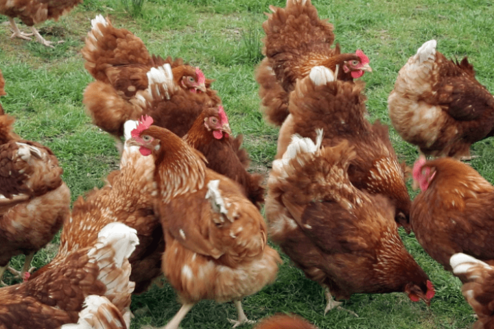 Egg Farming Banner