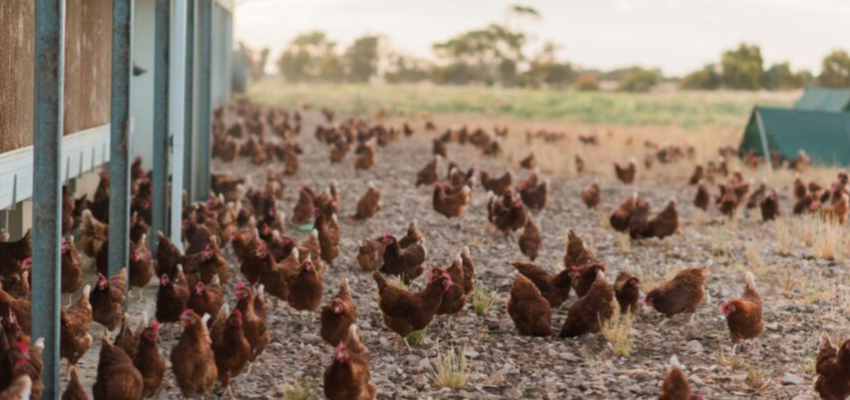 My 1 Hectare Farm of Free-range Chickens!! What is A Free-range Chicken  Farm & How does it Work? 