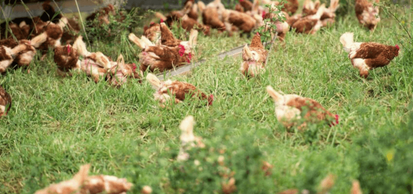 https://www.australianeggs.org.au/assets/Uploads/organic-egg-hens__Resampled.png